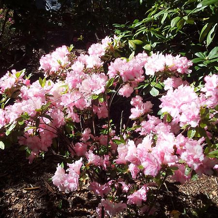 בלאקהית' Kubba Roonga Guesthouse - Boutique Luxury Spa Retreat & Gardens - Blue Mountains מראה חיצוני תמונה