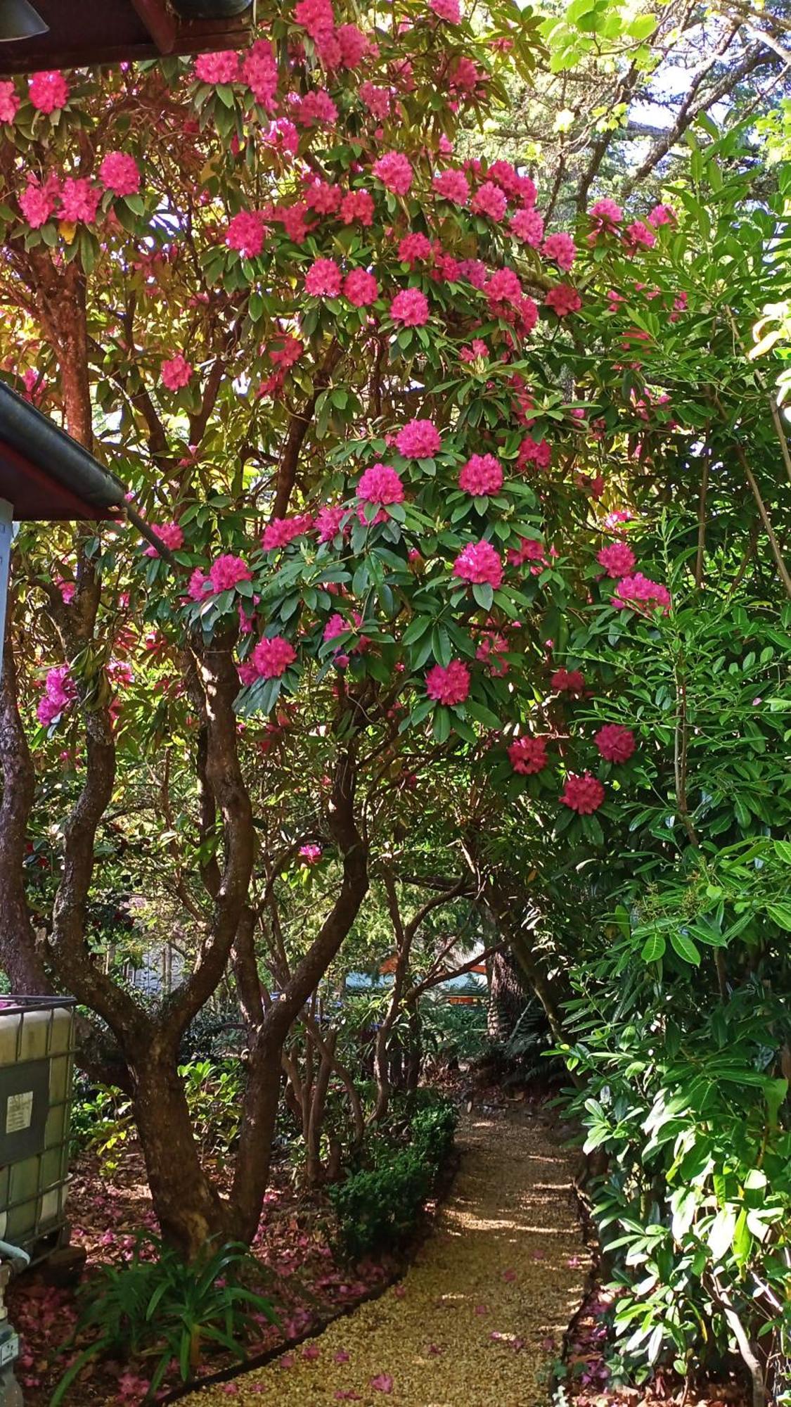 בלאקהית' Kubba Roonga Guesthouse - Boutique Luxury Spa Retreat & Gardens - Blue Mountains מראה חיצוני תמונה