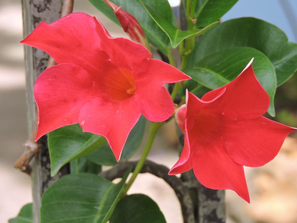 בלאקהית' Kubba Roonga Guesthouse - Boutique Luxury Spa Retreat & Gardens - Blue Mountains מראה חיצוני תמונה